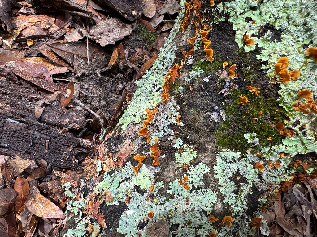 crowded parchment · August 2026 · photo: Photo: no rights reserved · iNaturalist
