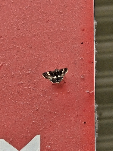 Four-spotted Moth