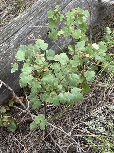 Physocarpus monogynus, photograph 1