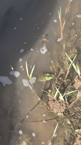 American Bullfrog