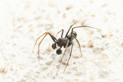 Neriene furtiva