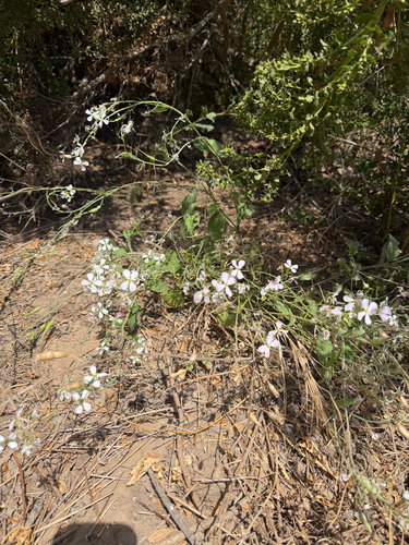 iNaturalist observation photo of Wild radish