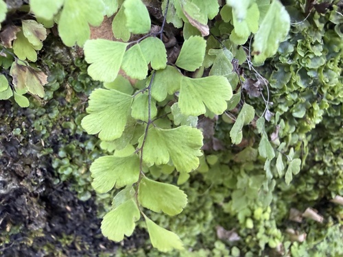 black maidenhair fern