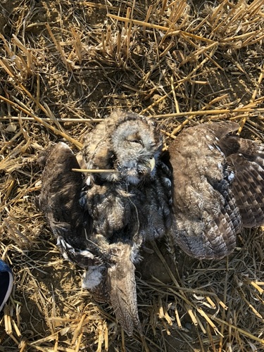 Tawny Owl