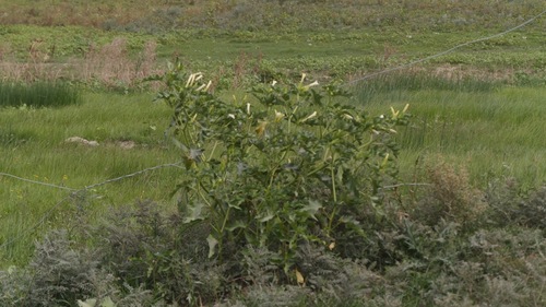 jimsonweed