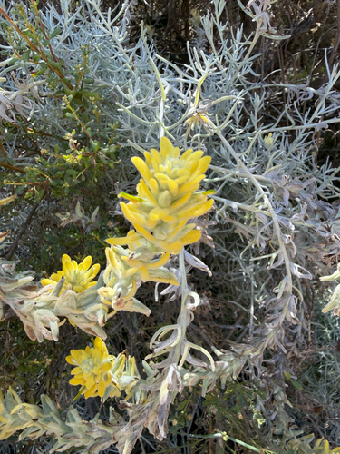 iNaturalist observation photo of island paintbrush