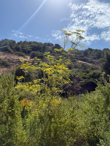 iNaturalist observation photo of fennel