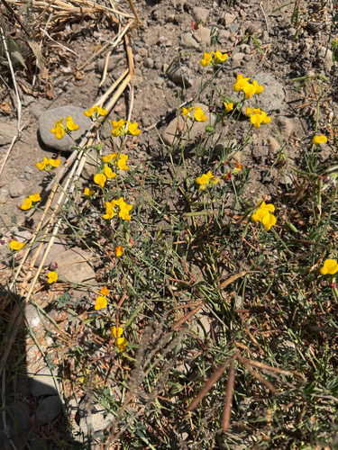 iNaturalist observation photo of narrow-leaf bird's-foot trefoil