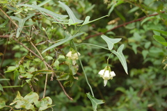 Araujia angustifolia