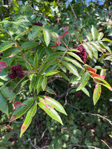 shining sumac