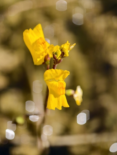 Utricularia vulgaris, photograph 3
