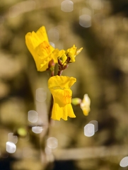 Utricularia vulgaris, photograph author not stated, no rights reserved