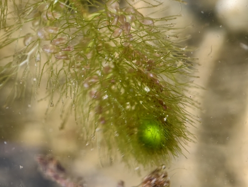 Utricularia vulgaris, photograph 4