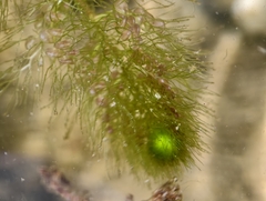 Utricularia vulgaris, photograph author not stated, no rights reserved