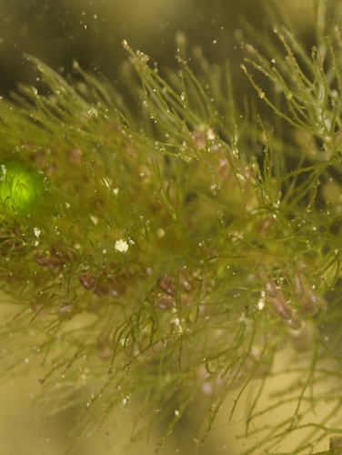 Utricularia vulgaris, photograph 5