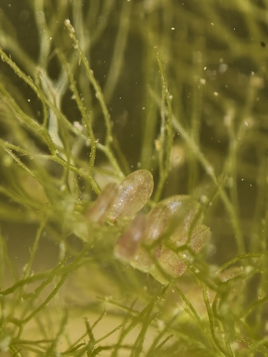 Utricularia vulgaris, photograph 6