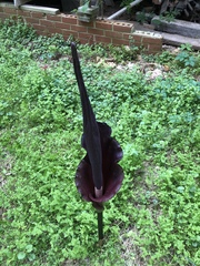 Amorphophallus konjac