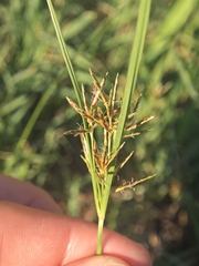 Cyperus longus