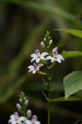 Epidendrum fimbriatum, photograph 2