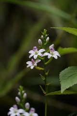 Epidendrum fimbriatum, photograph (c) Connor Connolly-Moyls, some rights reserved (CC BY)