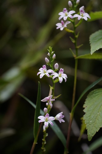 Epidendrum fimbriatum, photograph 3