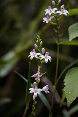 Epidendrum fimbriatum, photograph (c) Connor Connolly-Moyls, some rights reserved (CC BY)