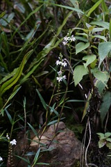 Epidendrum fimbriatum, photograph (c) Connor Connolly-Moyls, some rights reserved (CC BY)