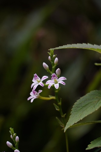 Epidendrum fimbriatum, photograph 1