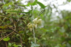 Araujia angustifolia