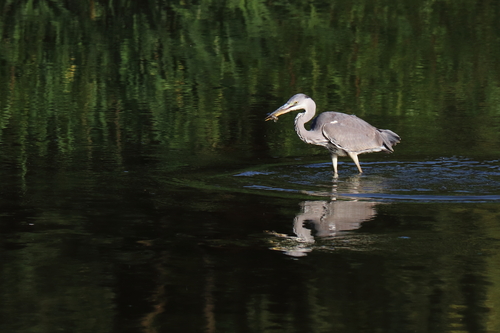 Grey Heron