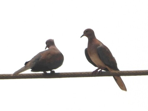 Laughing Dove