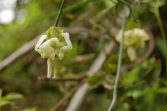 Araujia angustifolia