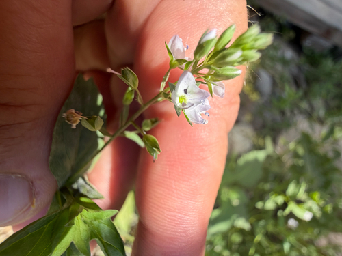 iNaturalist observation photo of blue water-speedwell