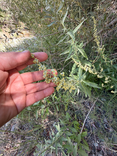 iNaturalist observation photo of California mugwort