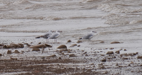 Black-headed Gull