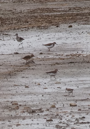 Common Sandpiper