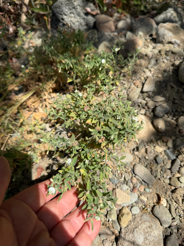 iNaturalist observation photo of Spanish clover