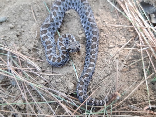 Mexican Dusky Rattlesnake