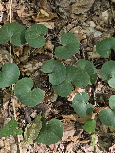 Asarabacca
