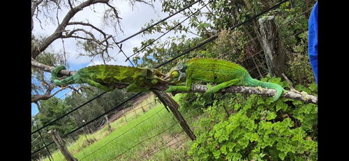Trioceros jacksonii observed 2026-08-30
