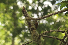 Anabacerthia variegaticeps