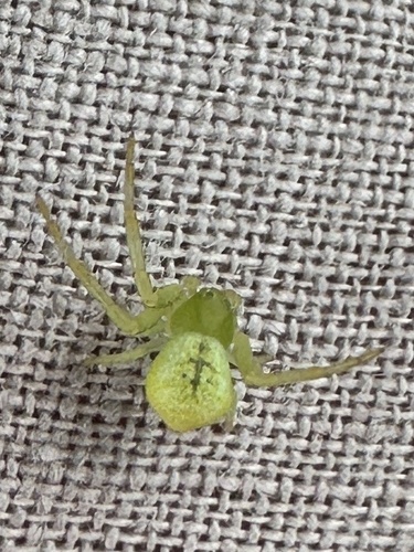 Triangle Crab Spider