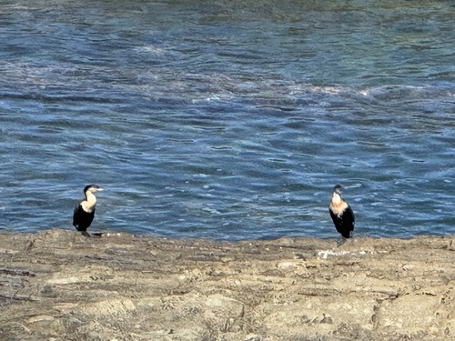 iNaturalist image