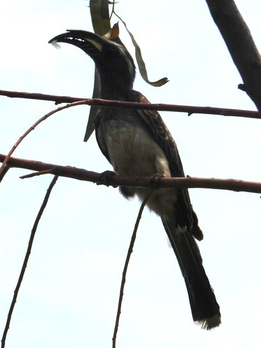 African Gray Hornbill