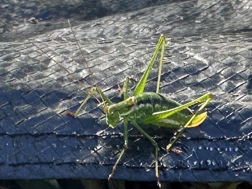Striped Bush-cricket