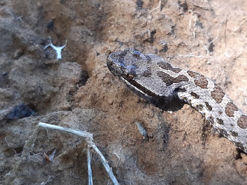 Mexican Dusky Rattlesnake