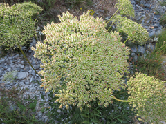 Laserpitium gallicum