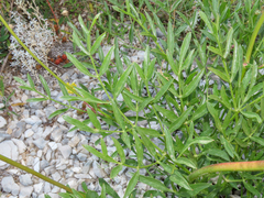Laserpitium gallicum, photograph (c) Emanuele Santarelli, some rights reserved (CC BY-SA)