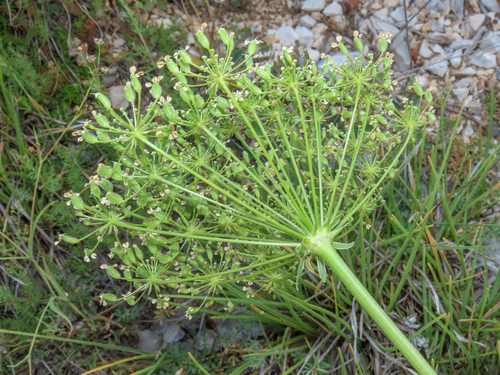 Laserpitium gallicum, photograph 1