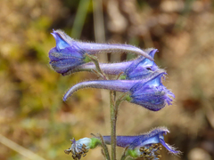 Delphinium fissum